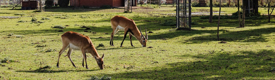 Panorama Park Sauerland Wildpark Kirchhundem NRW Familie