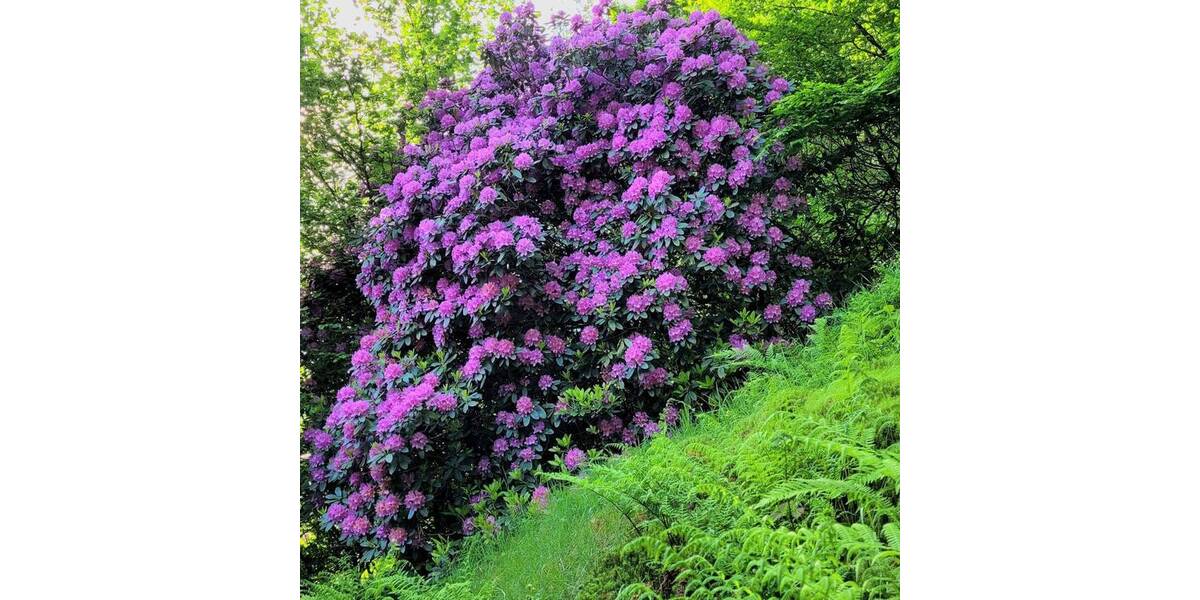 Einfamilienhaus Niederfischbach - 3 Zimmer, 84 m&sup2;, 185.000&euro; | Angebot:25691881