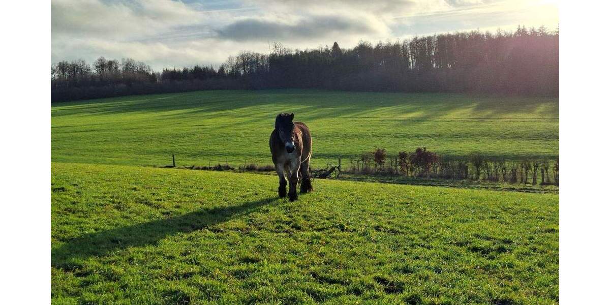 Bauernhaus, Landhaus Nümbrecht Ödinghausen - 1 Zimmer, 300 m&sup2;, 750.000&euro; | Angebot:25670552