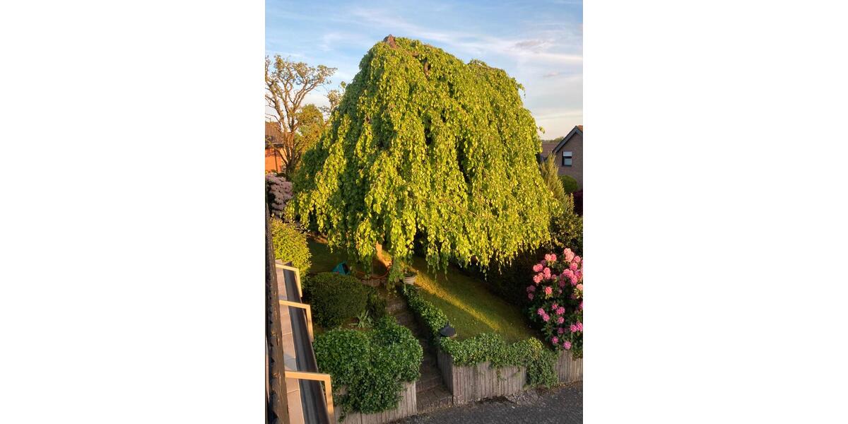 Einfamilienhaus Neunkirchen-Seelscheid Seelscheid - 19 Zimmer, 295 m&sup2;, 799.000&euro; | Angebot:26049514