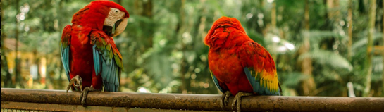Monkey Bird Park Eckenhagen Affen Vogelpark Bergisches Land Familie